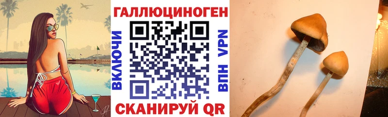 Купить где Мегион Псилоцибиновые грибы Cubensis